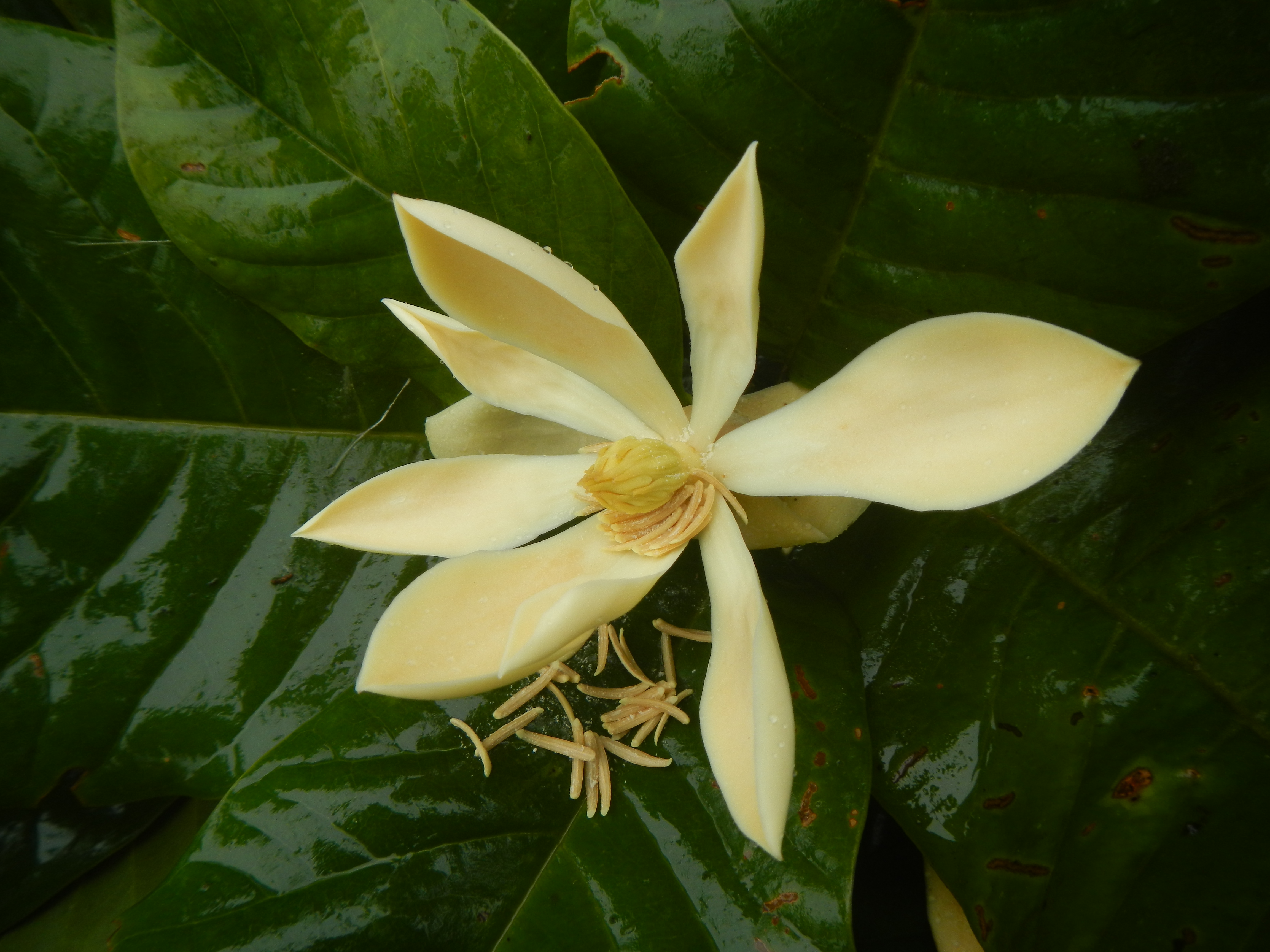 Discovery of a new species of magnolia in our Buenaventura reserve